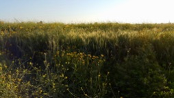 Wheat fields at Johr Al-Deek.