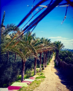 Palm trees at Nuseirat city Gaza Strip.